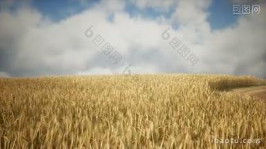 在美丽的夏日落空下熟成的黄麦田